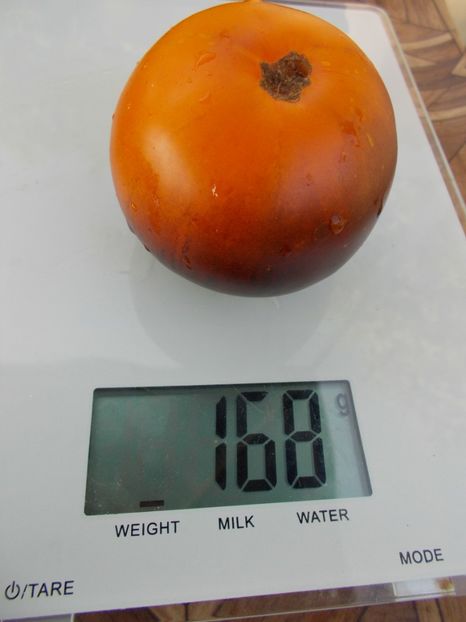  - SEMINTE ROSII - T 322 CLEMENTINE BLEUE