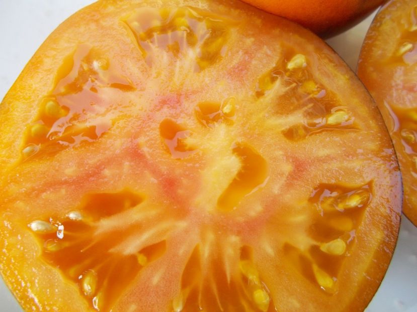  - SEMINTE ROSII - T 322 CLEMENTINE BLEUE