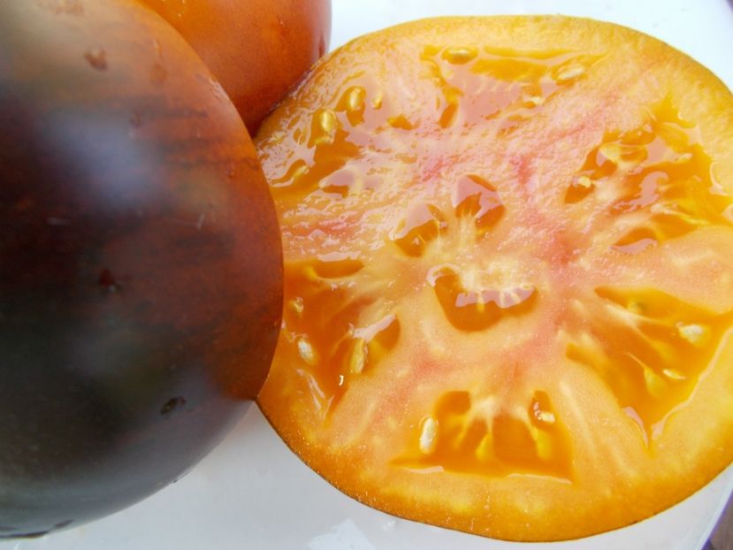  - SEMINTE ROSII - T 322 CLEMENTINE BLEUE