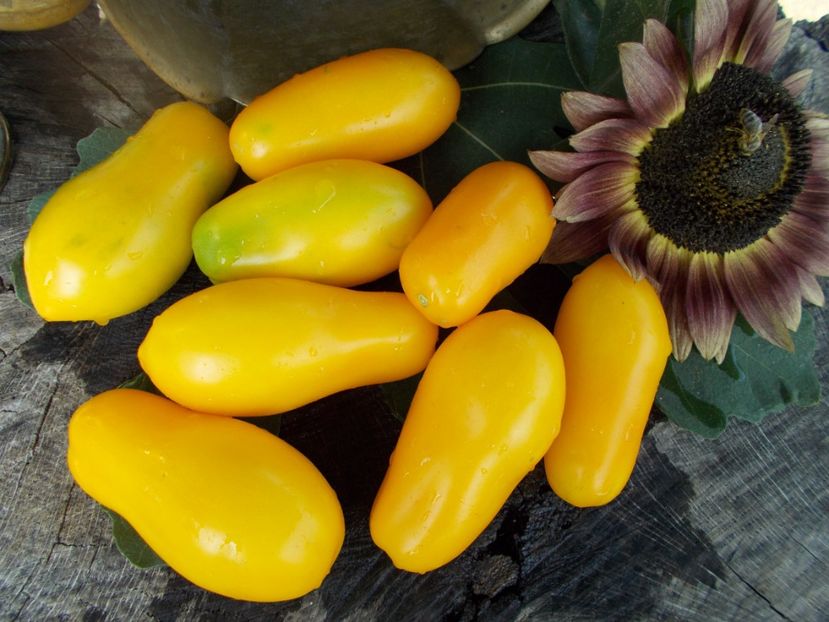  - SEMINTE ROSII - T 297 YELLOW AGATHE