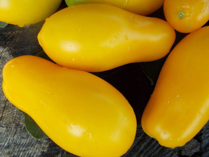  - SEMINTE ROSII - T 297 YELLOW AGATHE