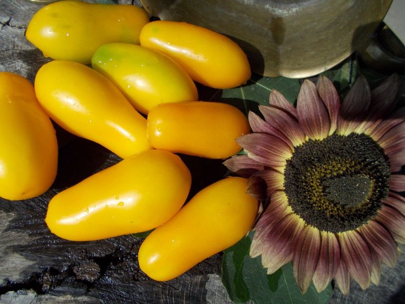  - SEMINTE ROSII - T 297 YELLOW AGATHE