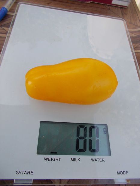  - SEMINTE ROSII - T 297 YELLOW AGATHE