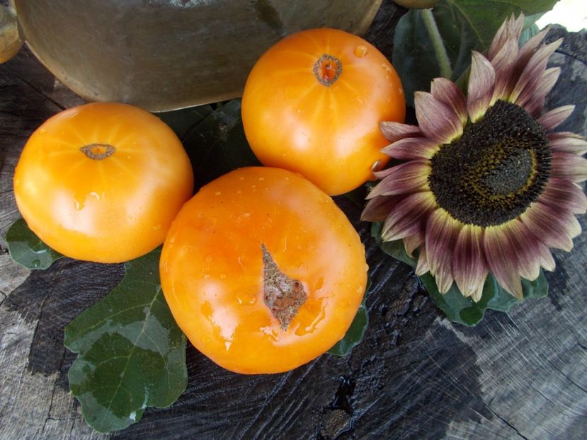  - SEMINTE ROSII - T 346 BIZON GELB