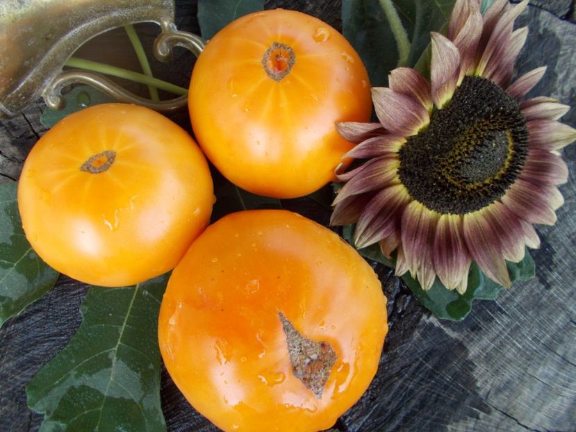  - SEMINTE ROSII - T 346 BIZON GELB