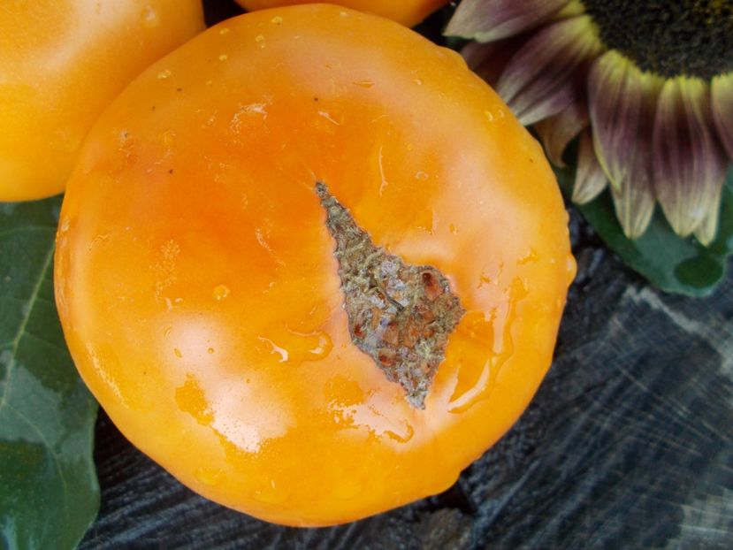  - SEMINTE ROSII - T 346 BIZON GELB