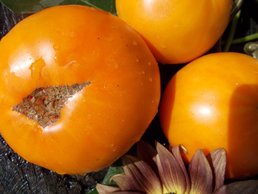  - SEMINTE ROSII - T 346 BIZON GELB