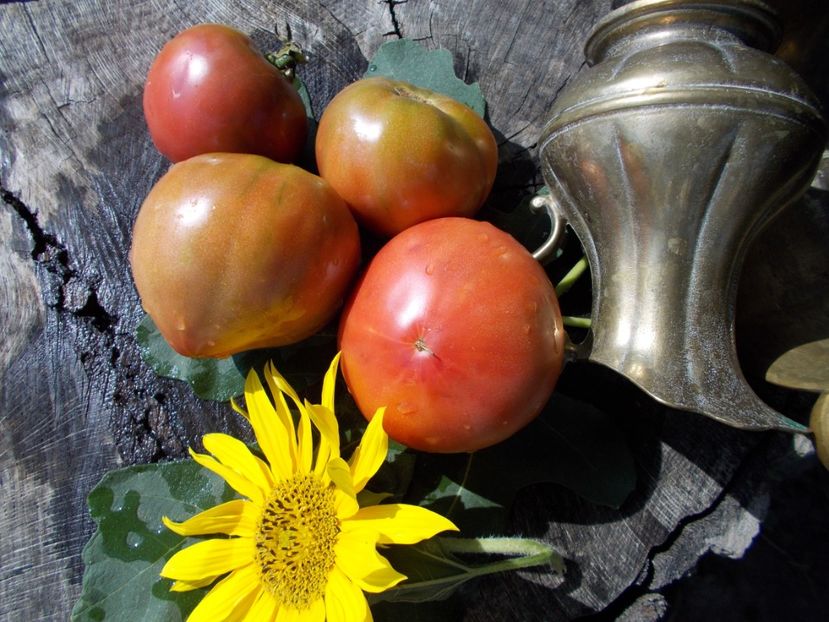  - SEMINTE ROSII - T 442 CHEROKEE BLACK HEART