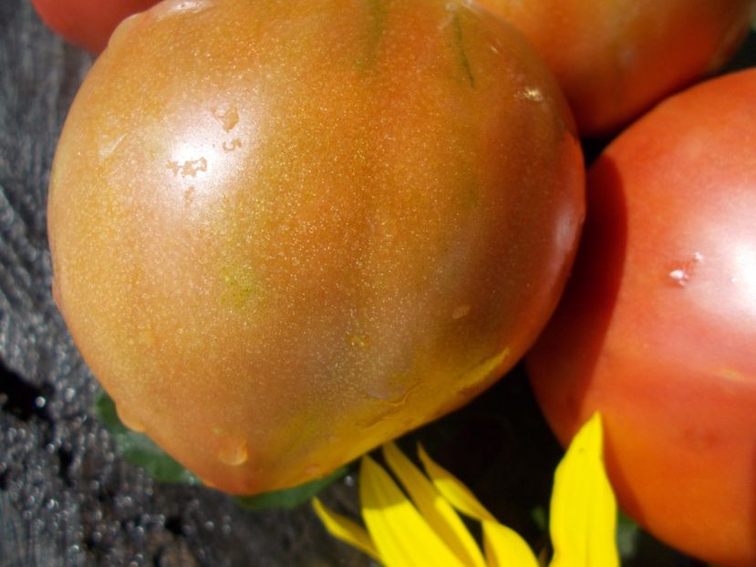  - SEMINTE ROSII - T 442 CHEROKEE BLACK HEART