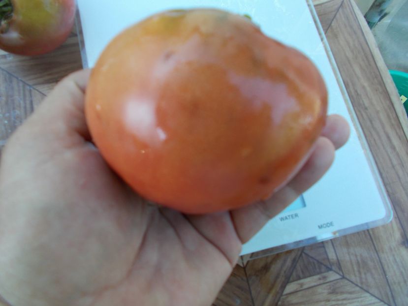  - SEMINTE ROSII - T 442 CHEROKEE BLACK HEART