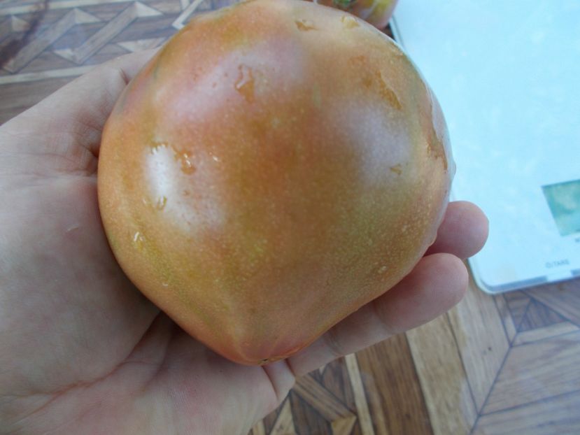  - SEMINTE ROSII - T 442 CHEROKEE BLACK HEART