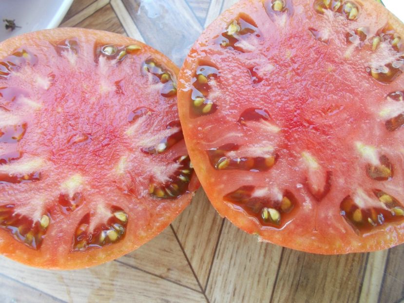  - SEMINTE ROSII - T 442 CHEROKEE BLACK HEART