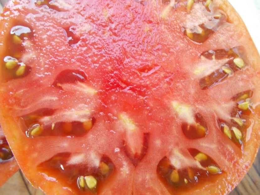  - SEMINTE ROSII - T 442 CHEROKEE BLACK HEART