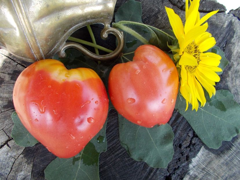  - SEMINTE ROSII - T 464 BOBBIE