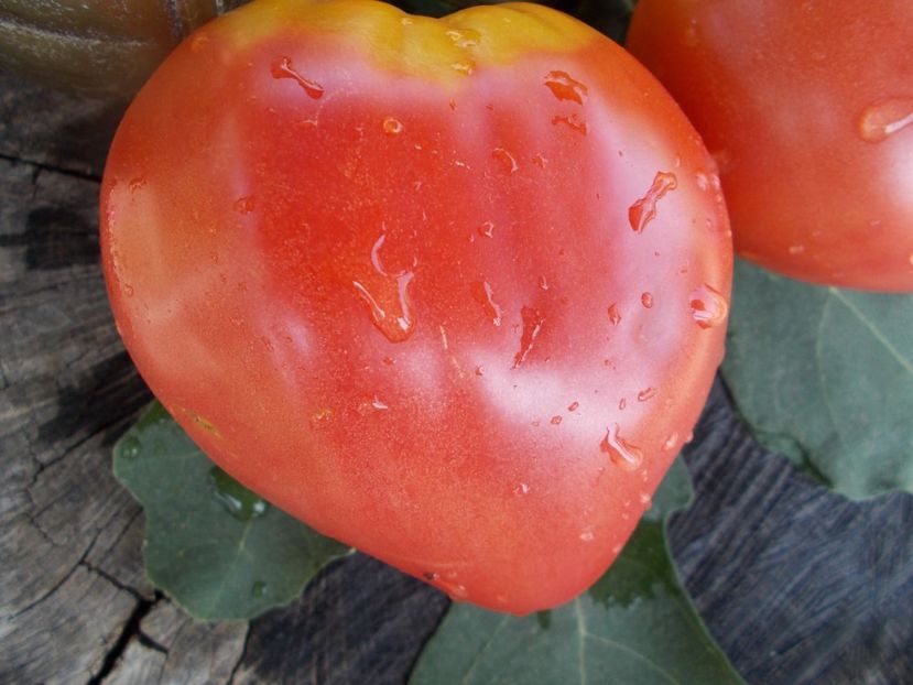  - SEMINTE ROSII - T 464 BOBBIE