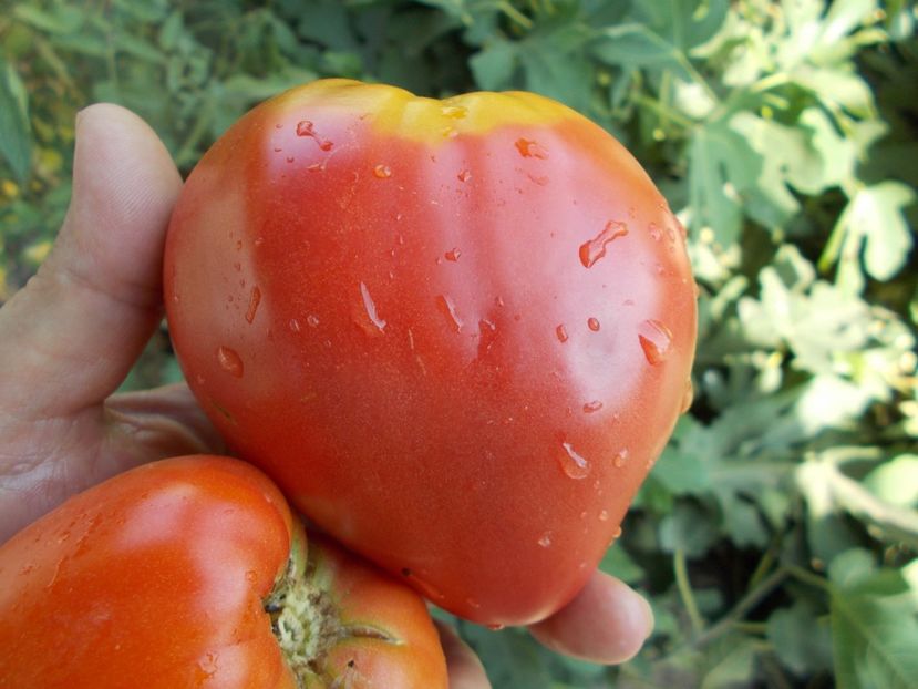  - SEMINTE ROSII - T 464 BOBBIE