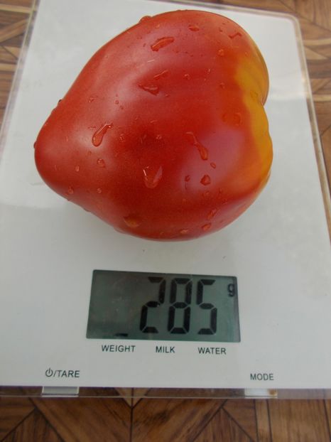  - SEMINTE ROSII - T 464 BOBBIE