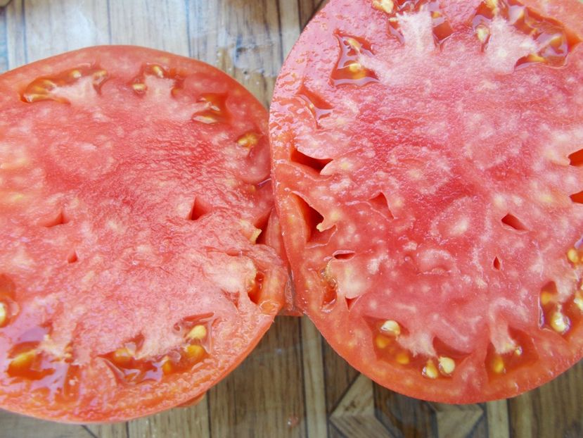  - SEMINTE ROSII - T 464 BOBBIE