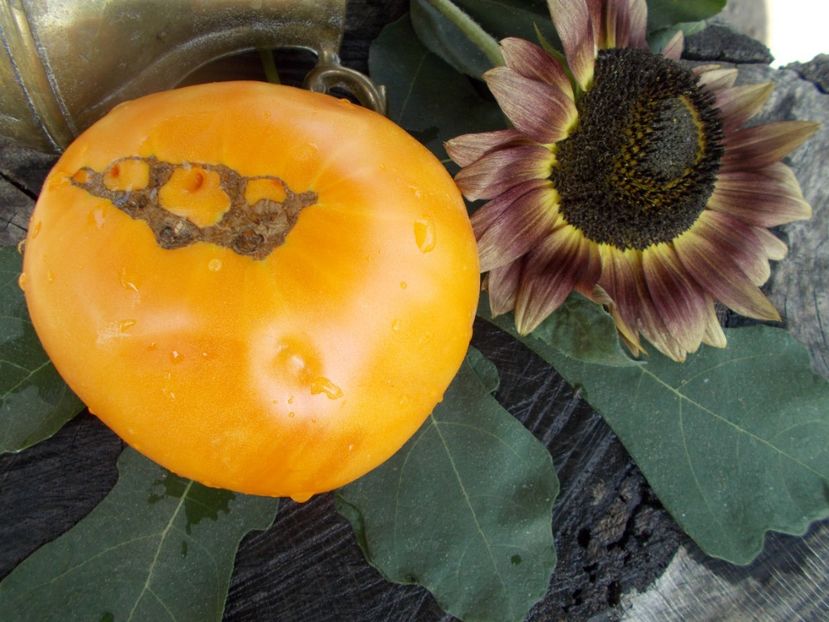  - SEMINTE ROSII - T 462 BIG YELLOW BEEFSTEAK