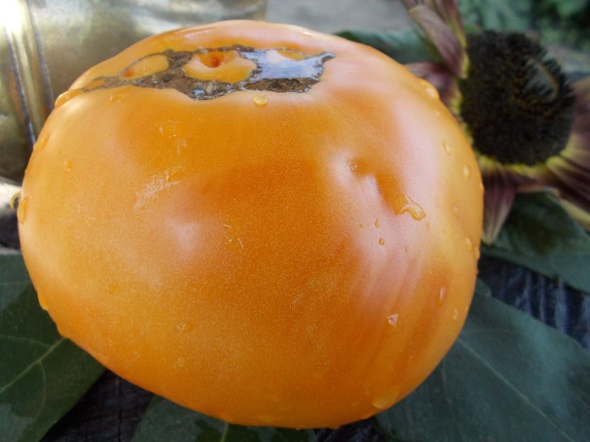  - SEMINTE ROSII - T 462 BIG YELLOW BEEFSTEAK