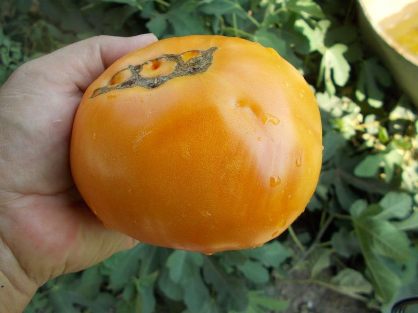  - SEMINTE ROSII - T 462 BIG YELLOW BEEFSTEAK