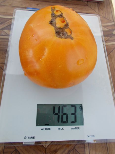  - SEMINTE ROSII - T 462 BIG YELLOW BEEFSTEAK