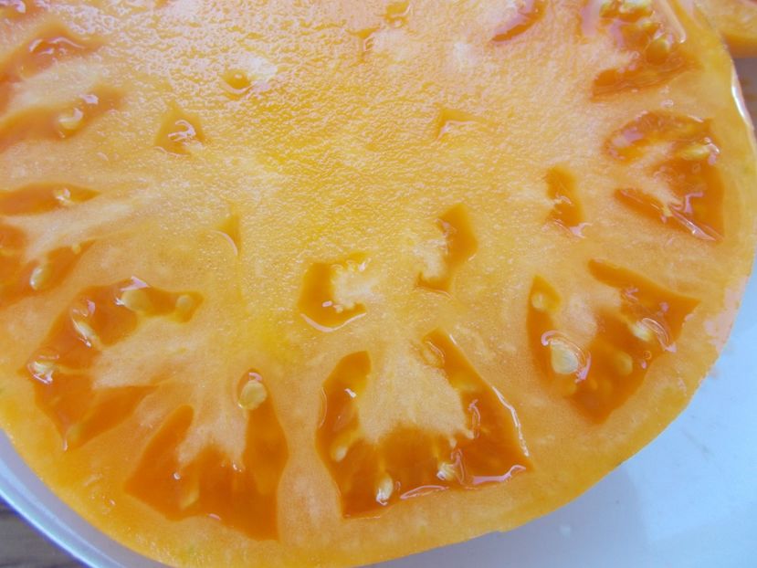  - SEMINTE ROSII - T 462 BIG YELLOW BEEFSTEAK