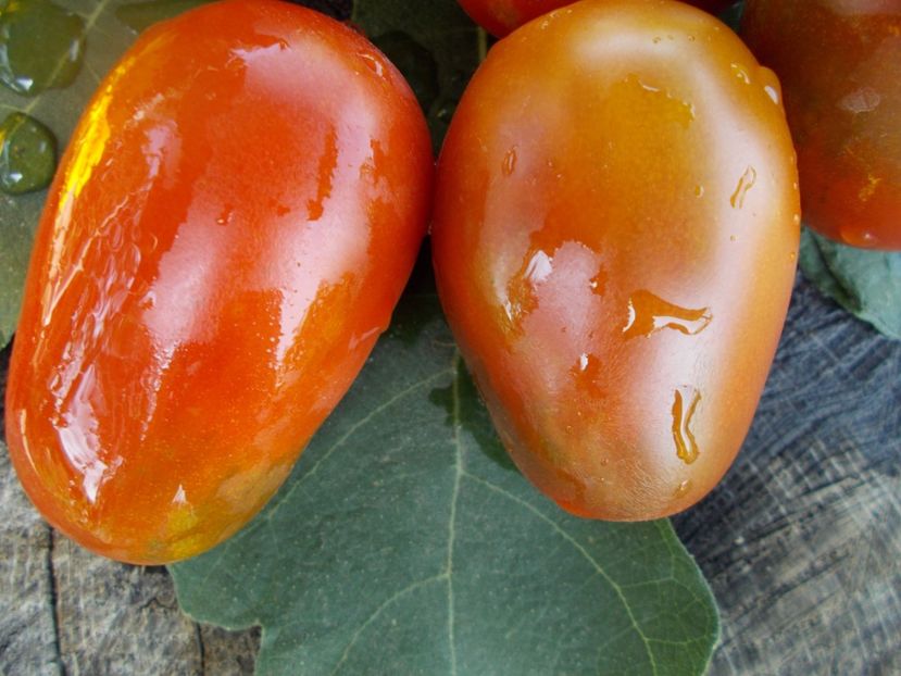  - SEMINTE ROSII - T 374 BLACK DRAGON