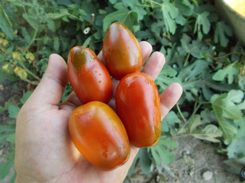  - SEMINTE ROSII - T 374 BLACK DRAGON