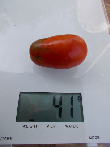  - SEMINTE ROSII - T 374 BLACK DRAGON