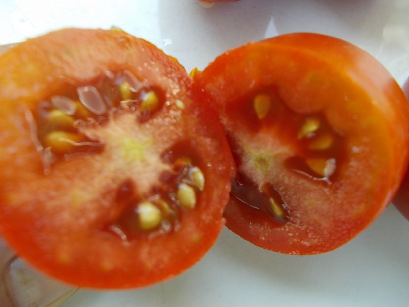  - SEMINTE ROSII - T 374 BLACK DRAGON