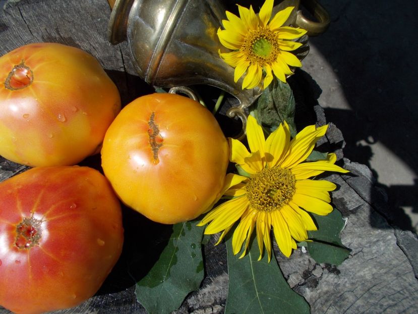  - SEMINTE ROSII - T 345 ORANGE URANGUTAN