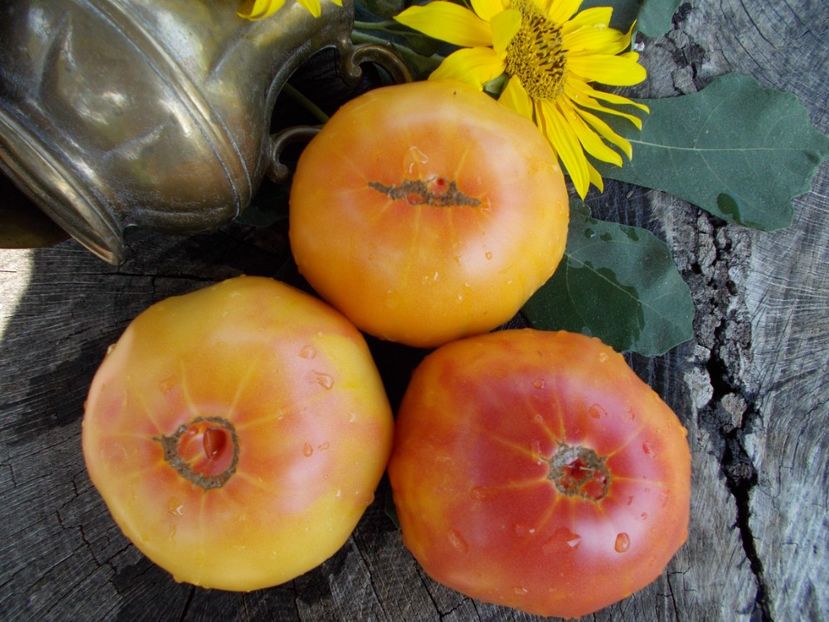  - SEMINTE ROSII - T 345 ORANGE URANGUTAN