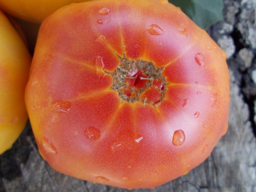  - SEMINTE ROSII - T 345 ORANGE URANGUTAN