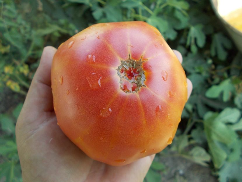  - SEMINTE ROSII - T 345 ORANGE URANGUTAN