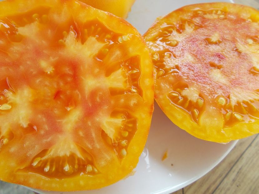  - SEMINTE ROSII - T 345 ORANGE URANGUTAN