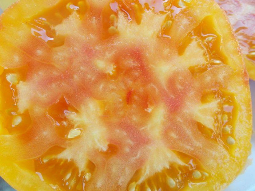  - SEMINTE ROSII - T 345 ORANGE URANGUTAN