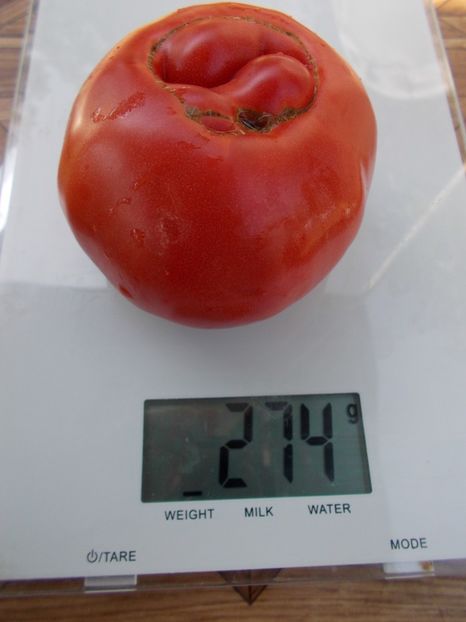  - SEMINTE ROSII - T 459 BEAFSTEAK