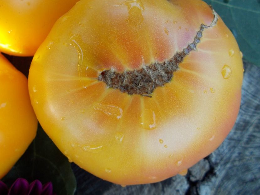  - SEMINTE ROSII - T 366 BIG ARCOBALENO BICOLOR