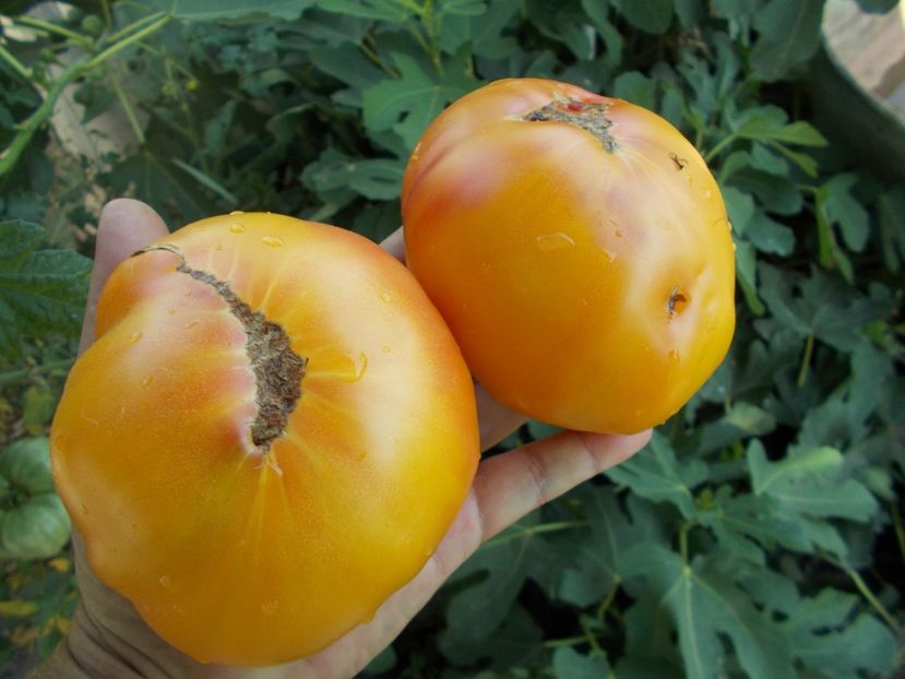  - SEMINTE ROSII - T 366 BIG ARCOBALENO BICOLOR