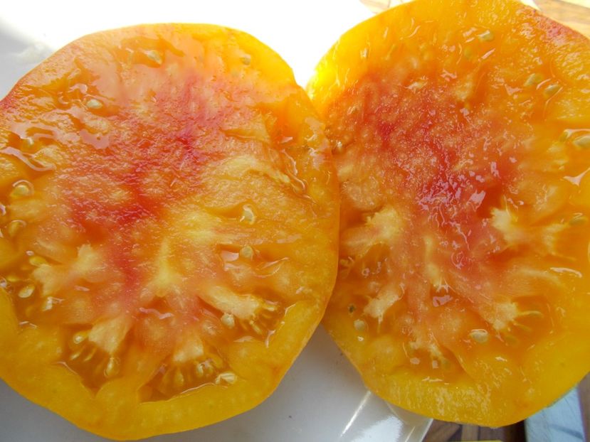  - SEMINTE ROSII - T 366 BIG ARCOBALENO BICOLOR