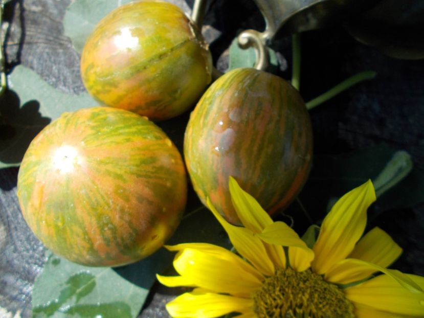  - SEMINTE ROSII - T 337 KOZULA 132 - ZIELONE