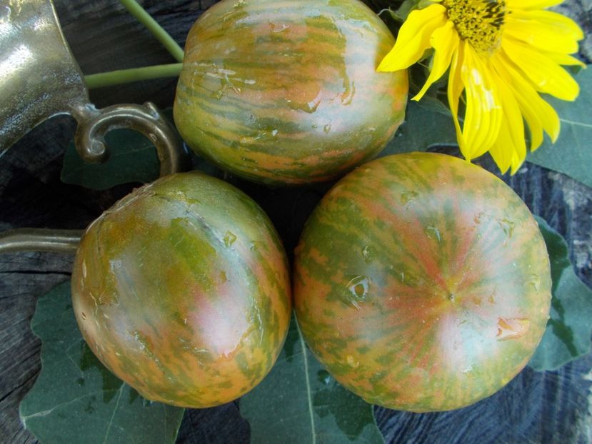  - SEMINTE ROSII - T 337 KOZULA 132 - ZIELONE