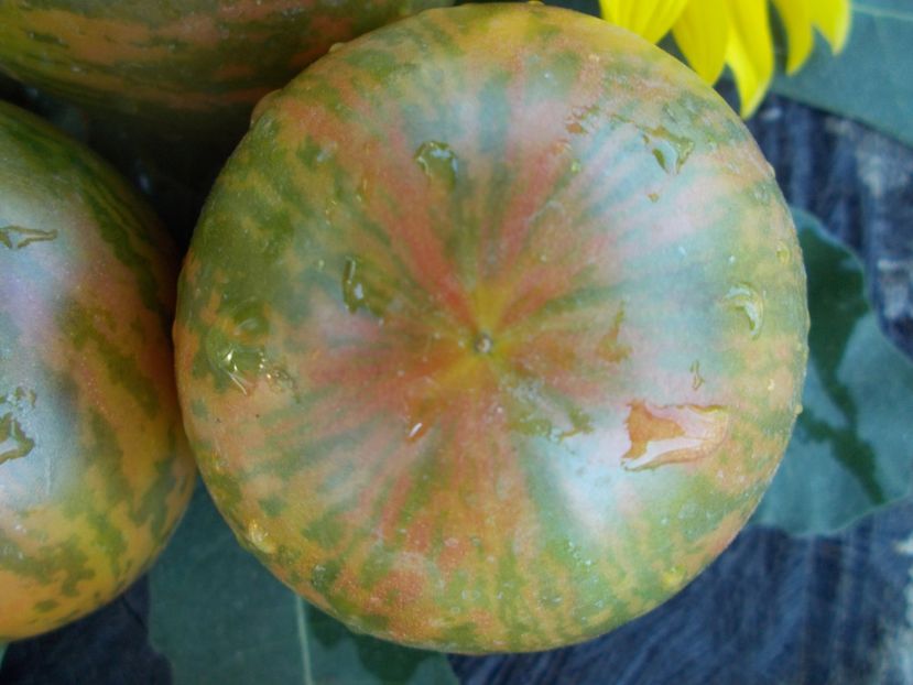  - SEMINTE ROSII - T 337 KOZULA 132 - ZIELONE