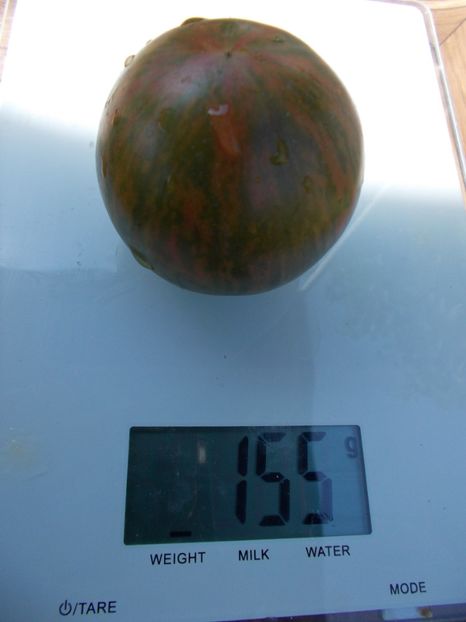  - SEMINTE ROSII - T 337 KOZULA 132 - ZIELONE