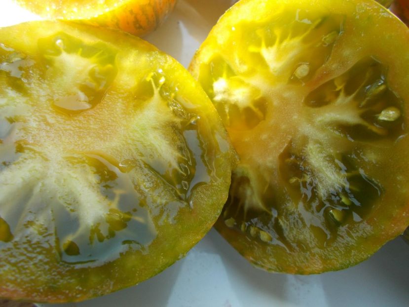  - SEMINTE ROSII - T 337 KOZULA 132 - ZIELONE