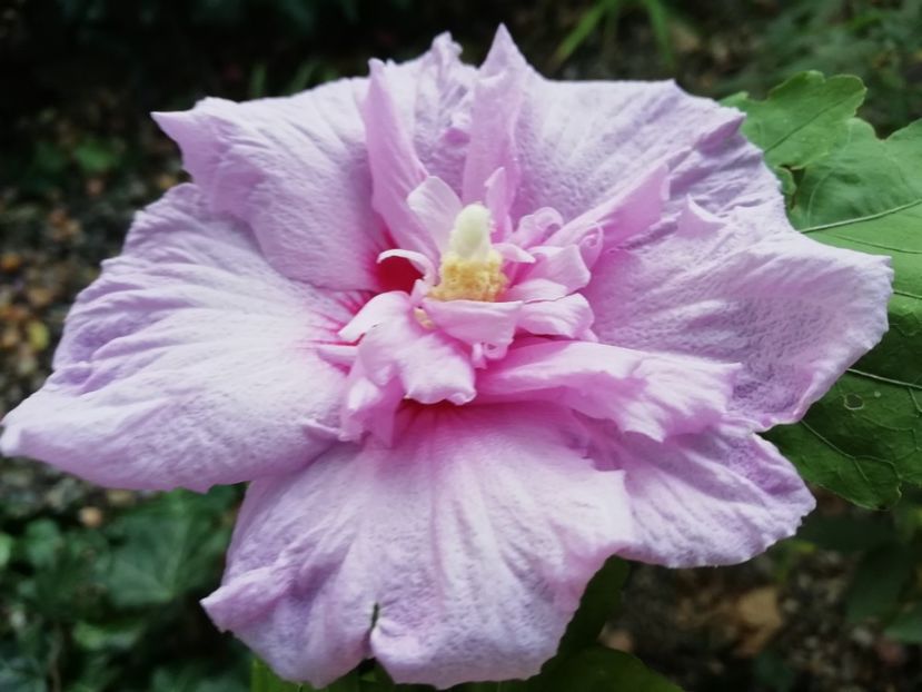 Lavander Chiffon - Gradina 2019