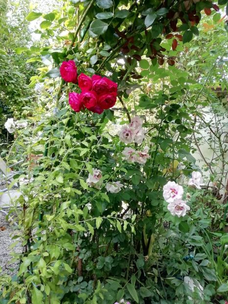  - Grădina 2019 sfârșit de sezon