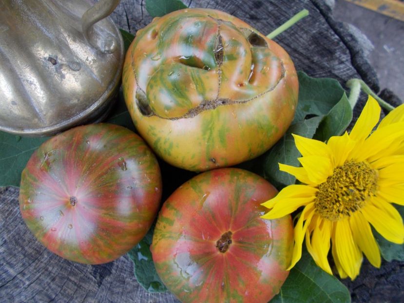  - SEMINTE ROSII - T 341 KOZULA 24