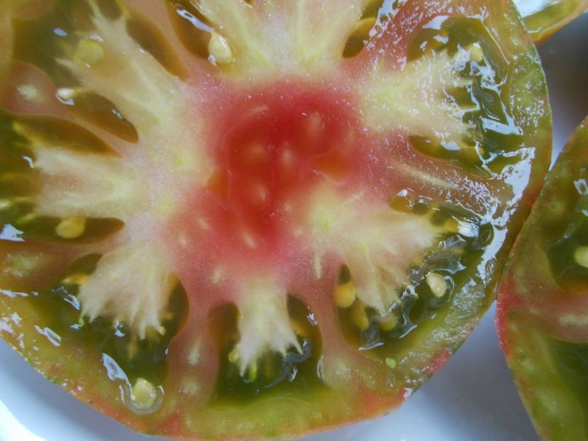  - SEMINTE ROSII - T 341 KOZULA 24